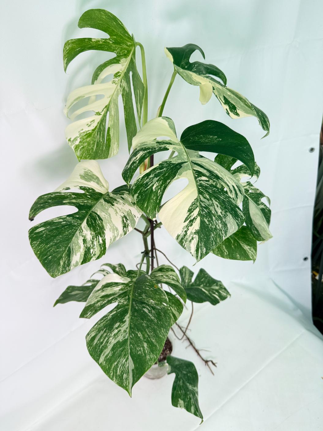 Monstera Albo Variegata XXL 04