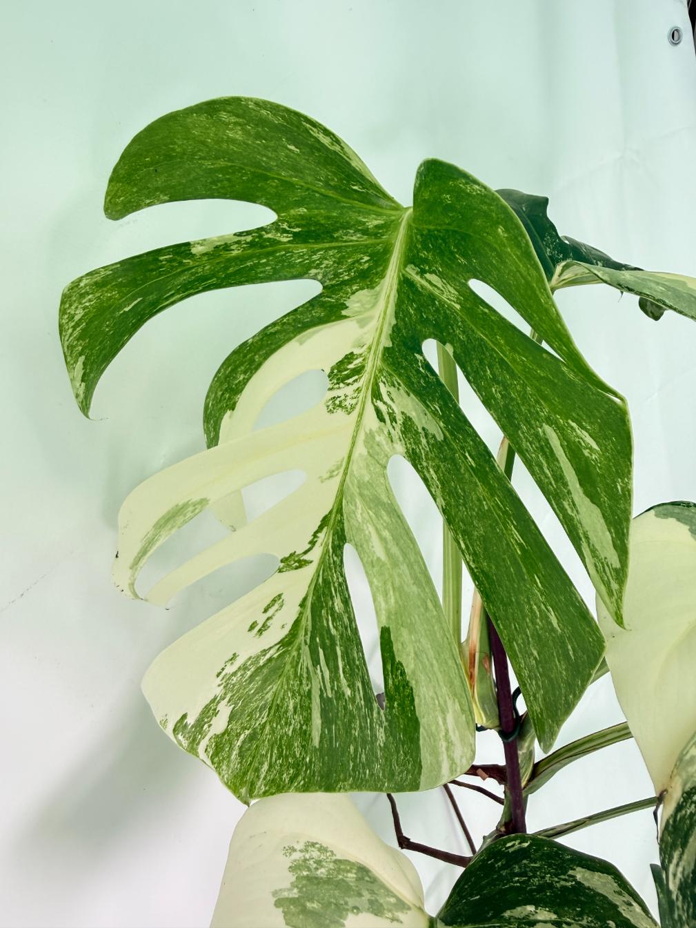 Monstera Albo Variegata XXL 05