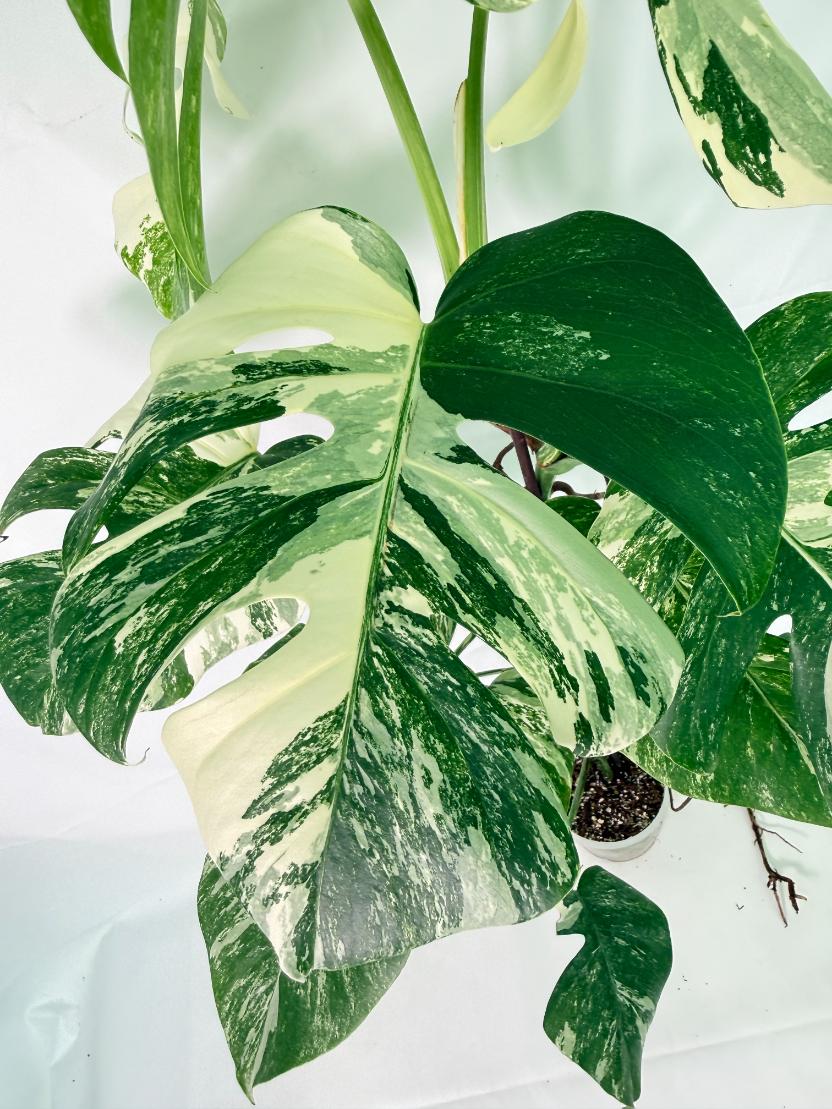 Monstera Albo Variegata XXL 06