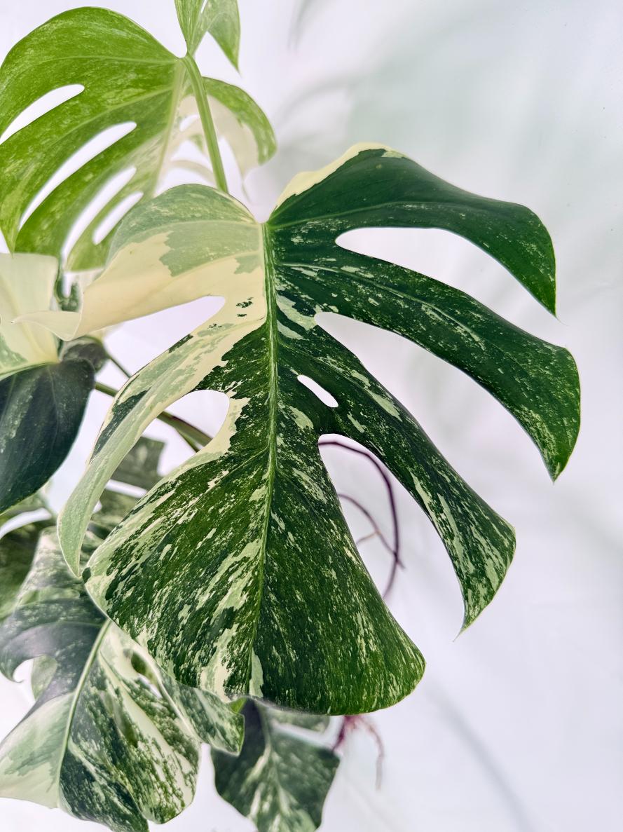 Monstera Albo Variegata XXL 07