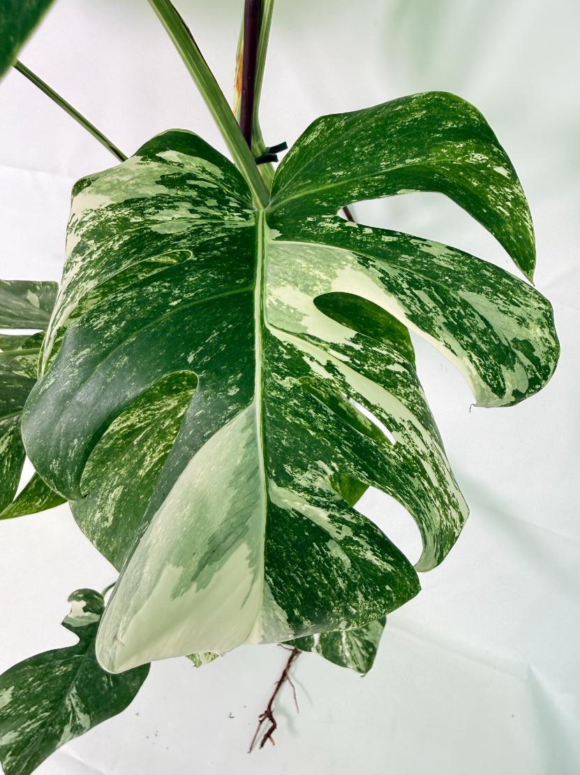 Monstera Albo Variegata XXL 08