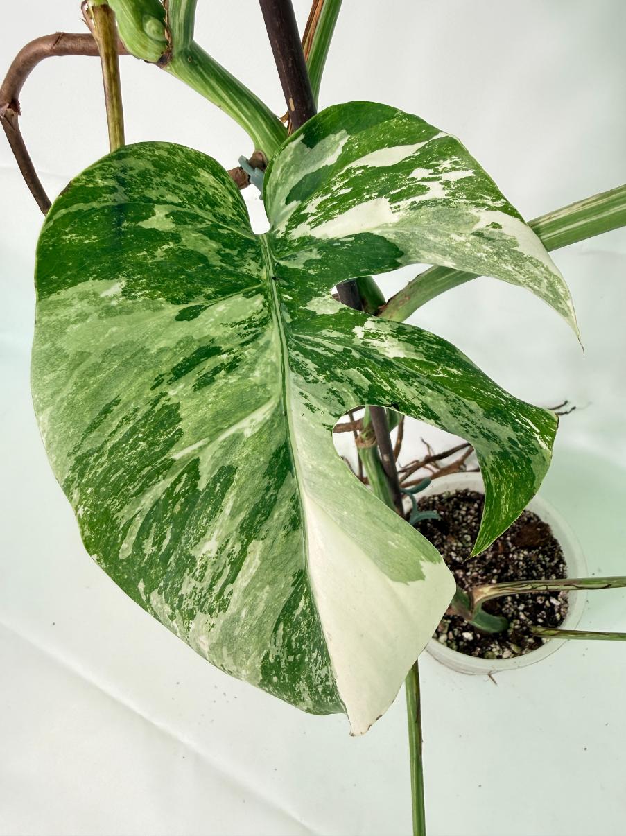 Monstera Albo Variegata XXL 08