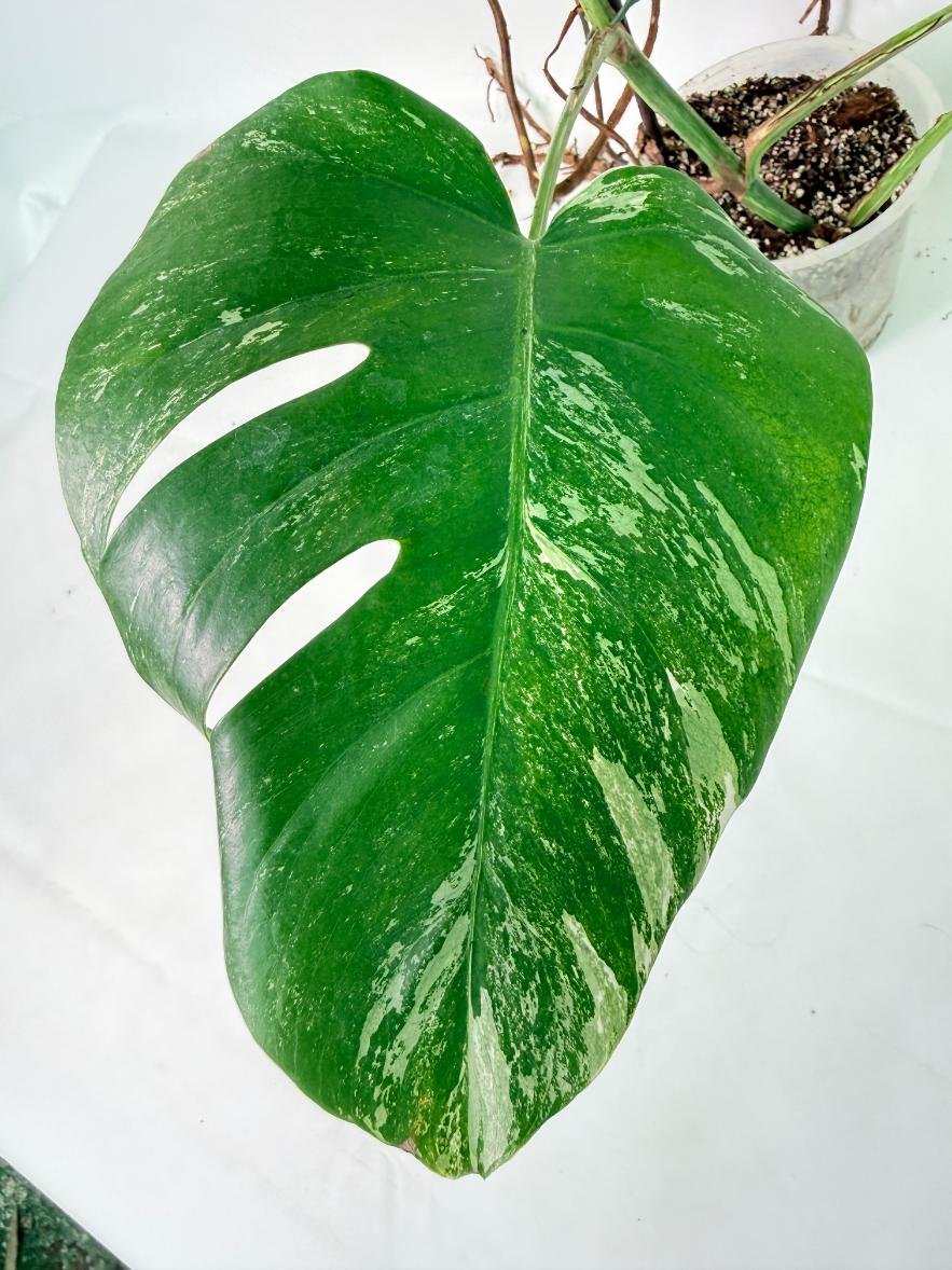 Monstera Albo Variegata XXL 09