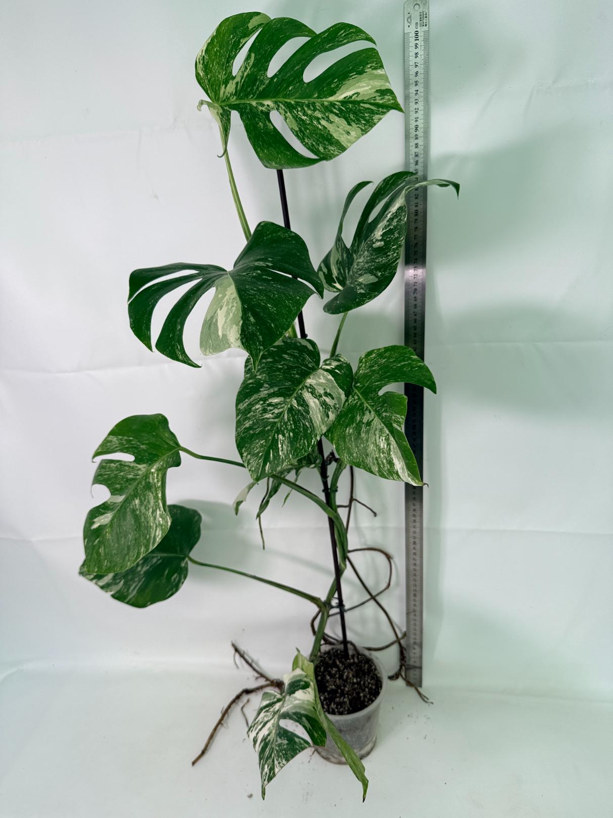 Monstera Albo Variegata XXL 01