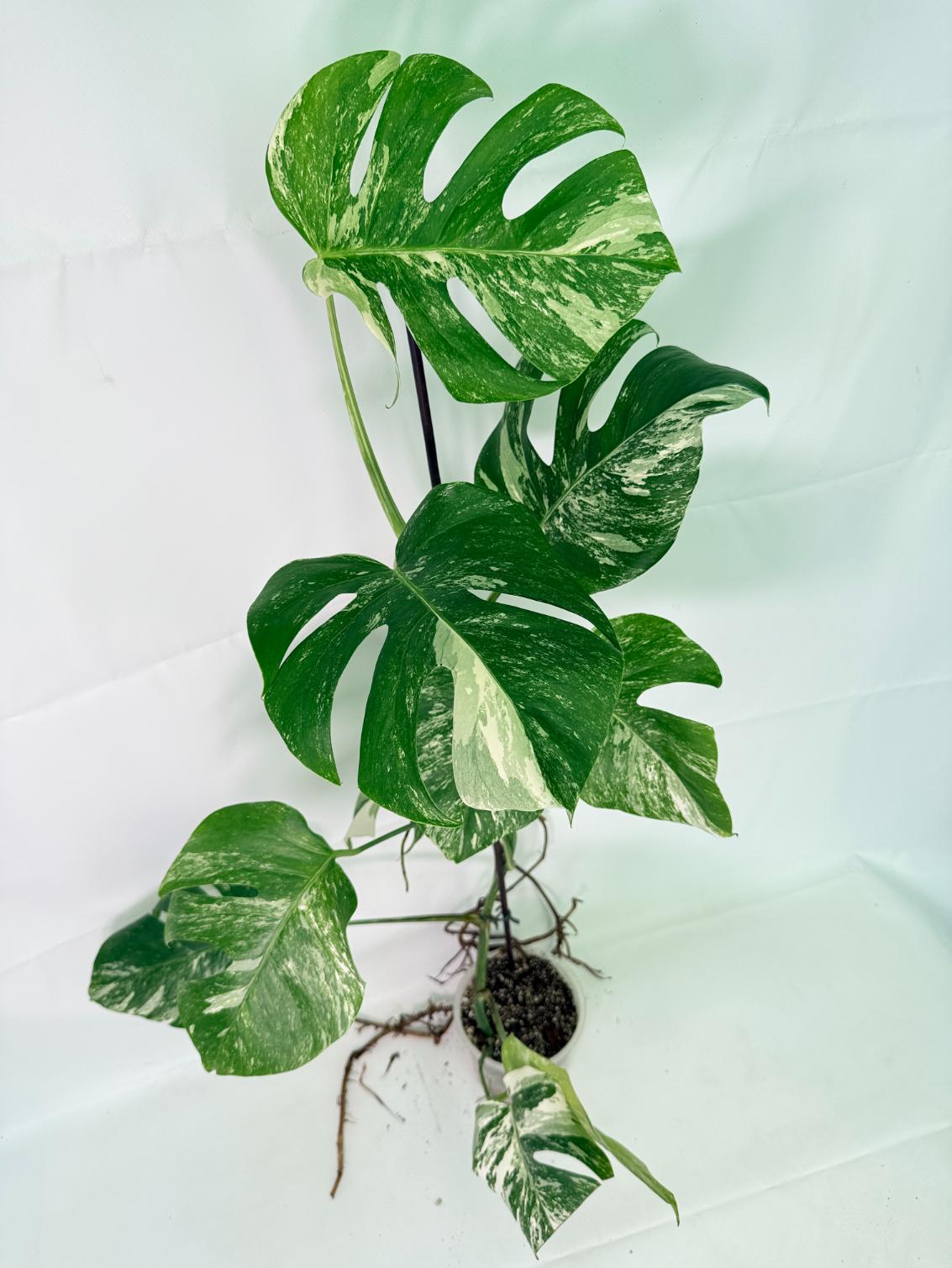 Monstera Albo Variegata XXL 03