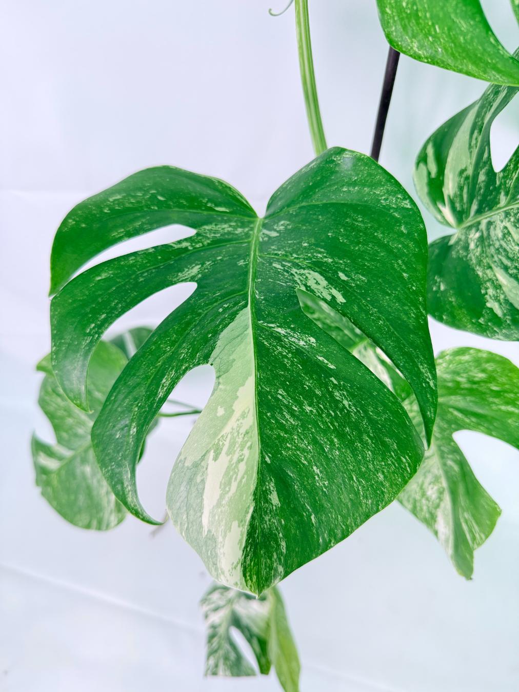 Monstera Albo Variegata XXL 02