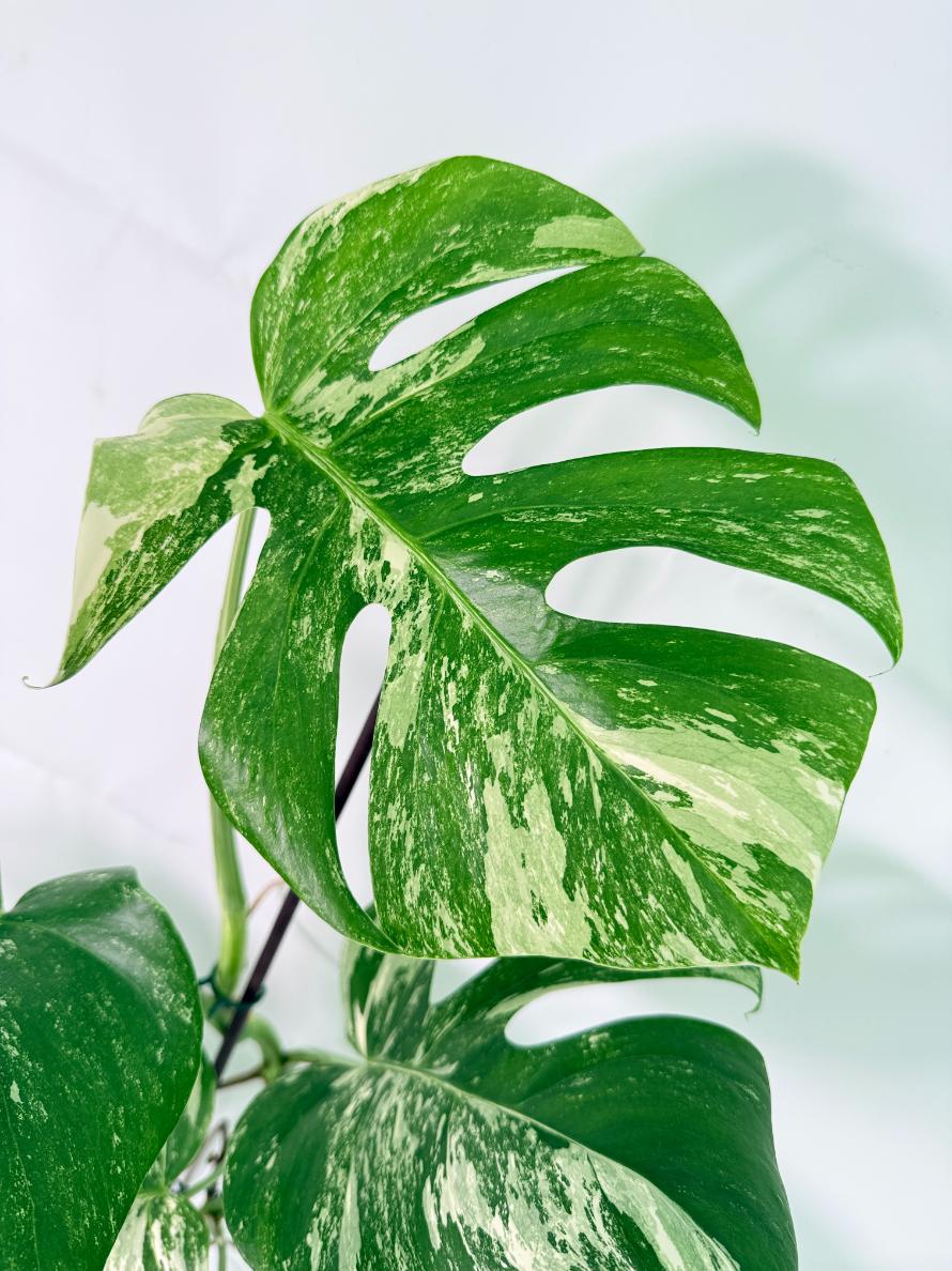 Monstera Albo Variegata XXL 04