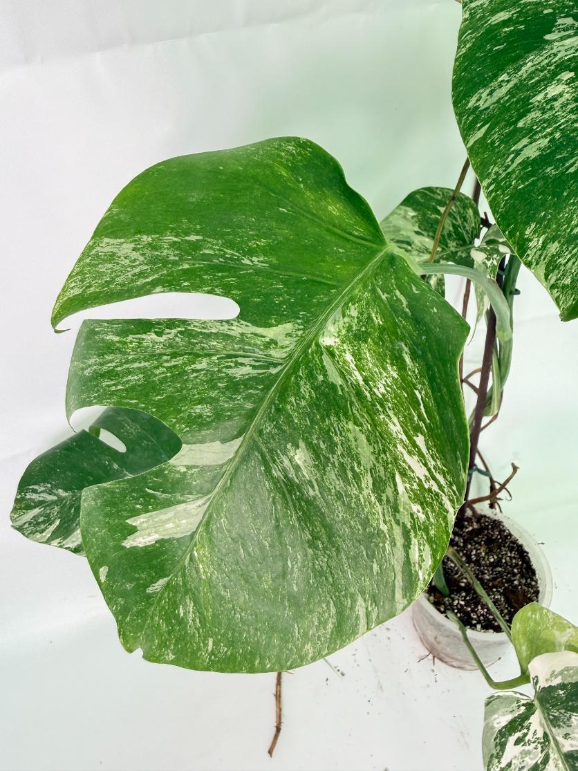 Monstera Albo Variegata XXL 05