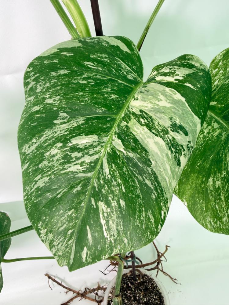 Monstera Albo Variegata XXL 06