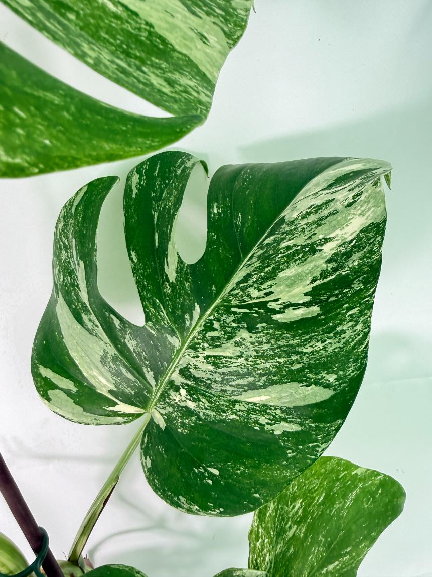 Monstera Albo Variegata XXL 07