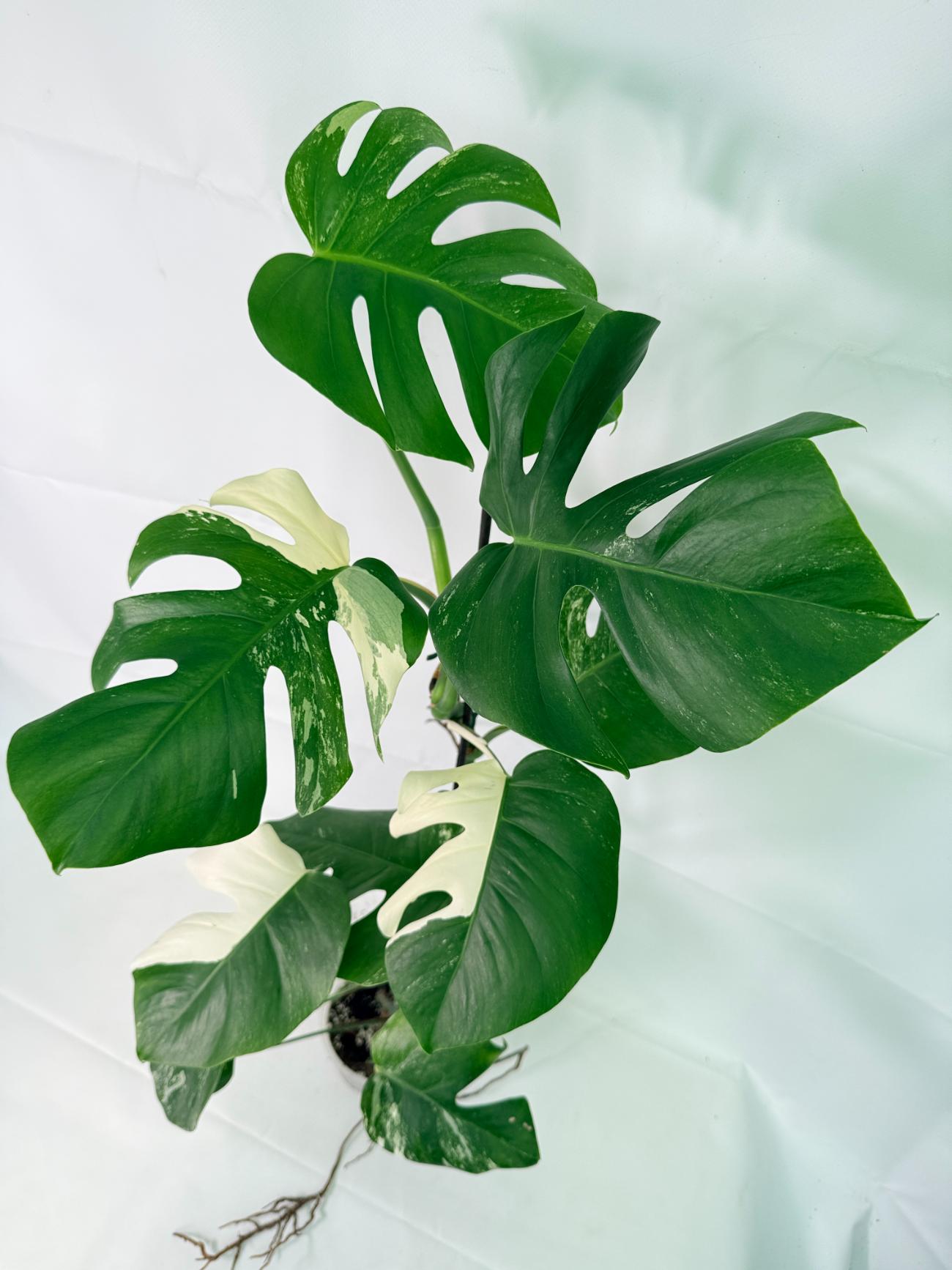 Monstera Albo Variegata XXL 08