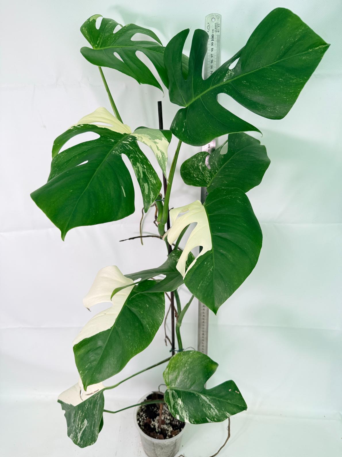 Monstera Albo Variegata XXL 01