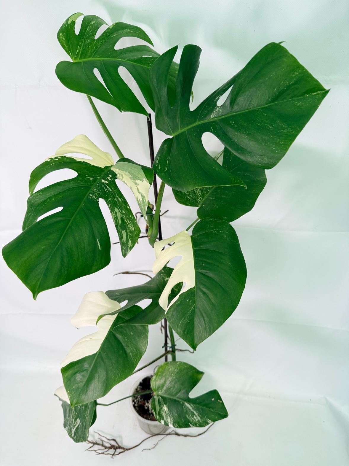 Monstera Albo Variegata XXL 02