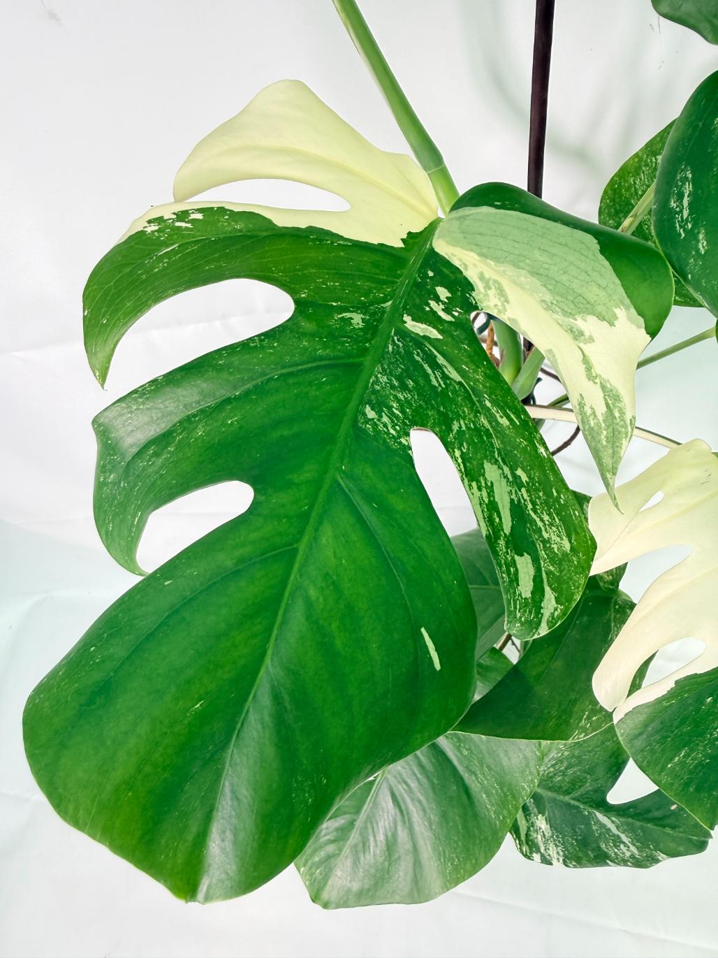 Monstera Albo Variegata XXL 03