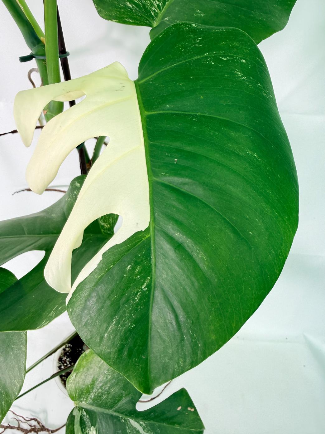 Monstera Albo Variegata XXL 04
