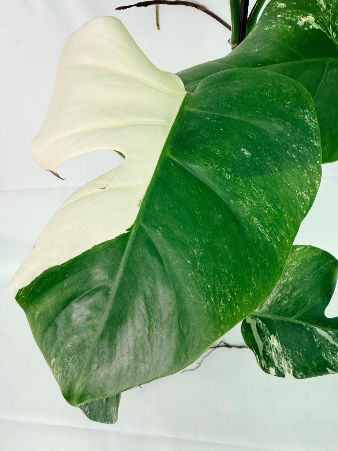 Monstera Albo Variegata XXL 05
