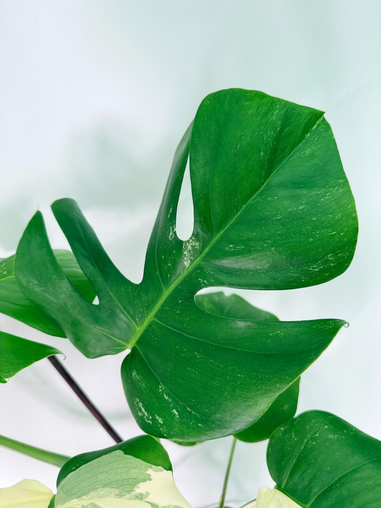 Monstera Albo Variegata XXL 06