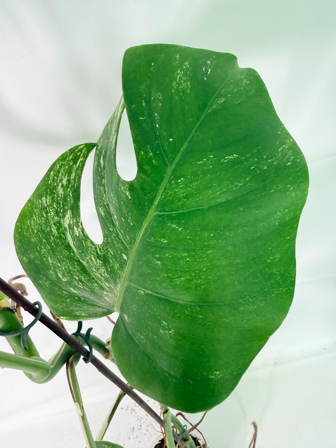 Monstera Albo Variegata XXL 07