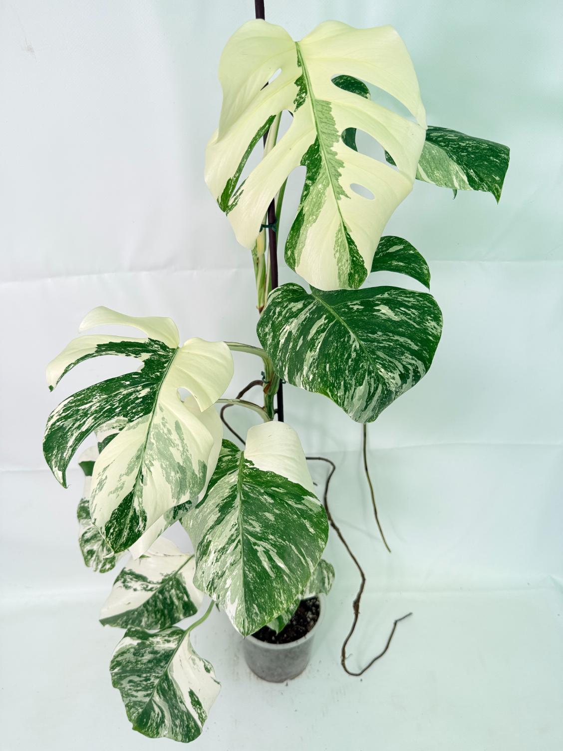 Monstera Albo Variegata XXL 09
