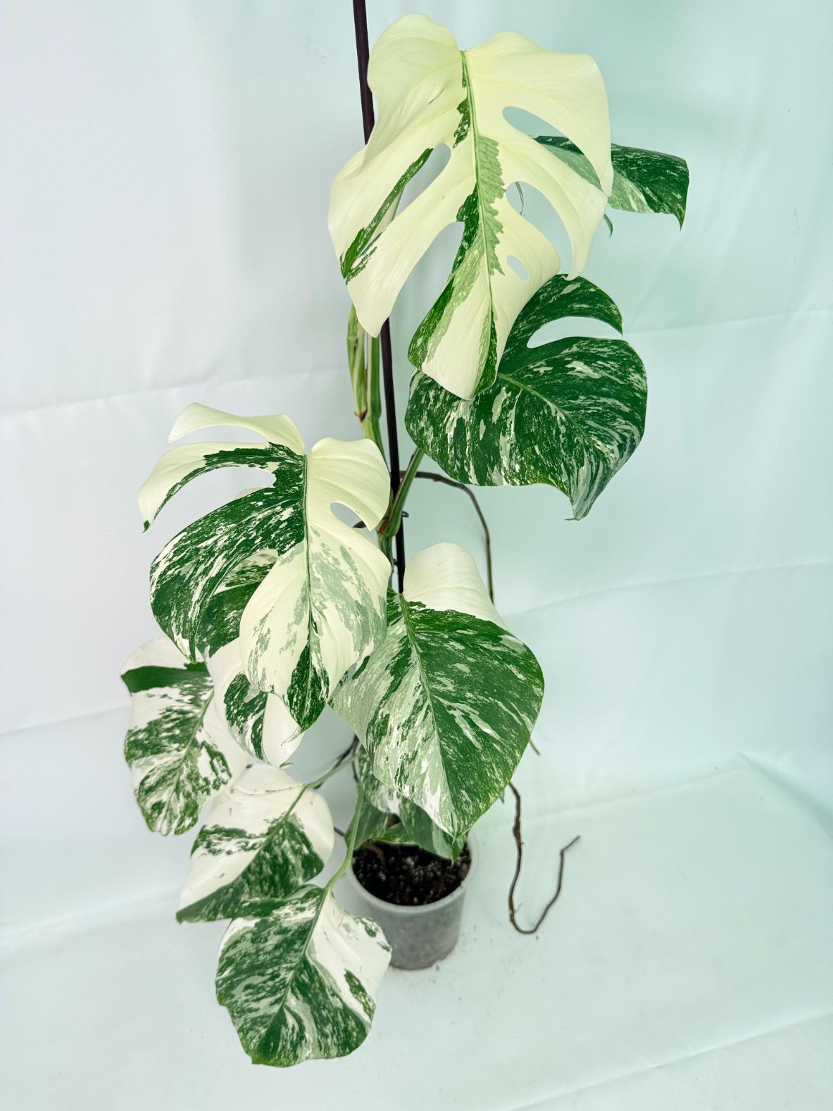 Monstera Albo Variegata XXL 02