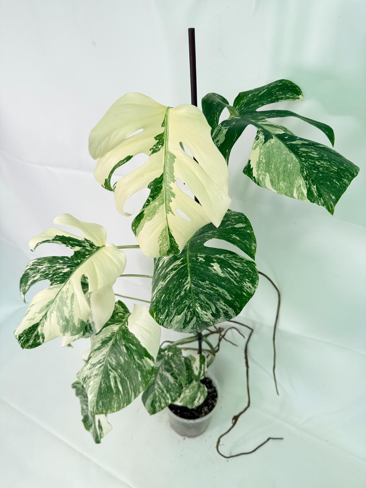 Monstera Albo Variegata XXL 03
