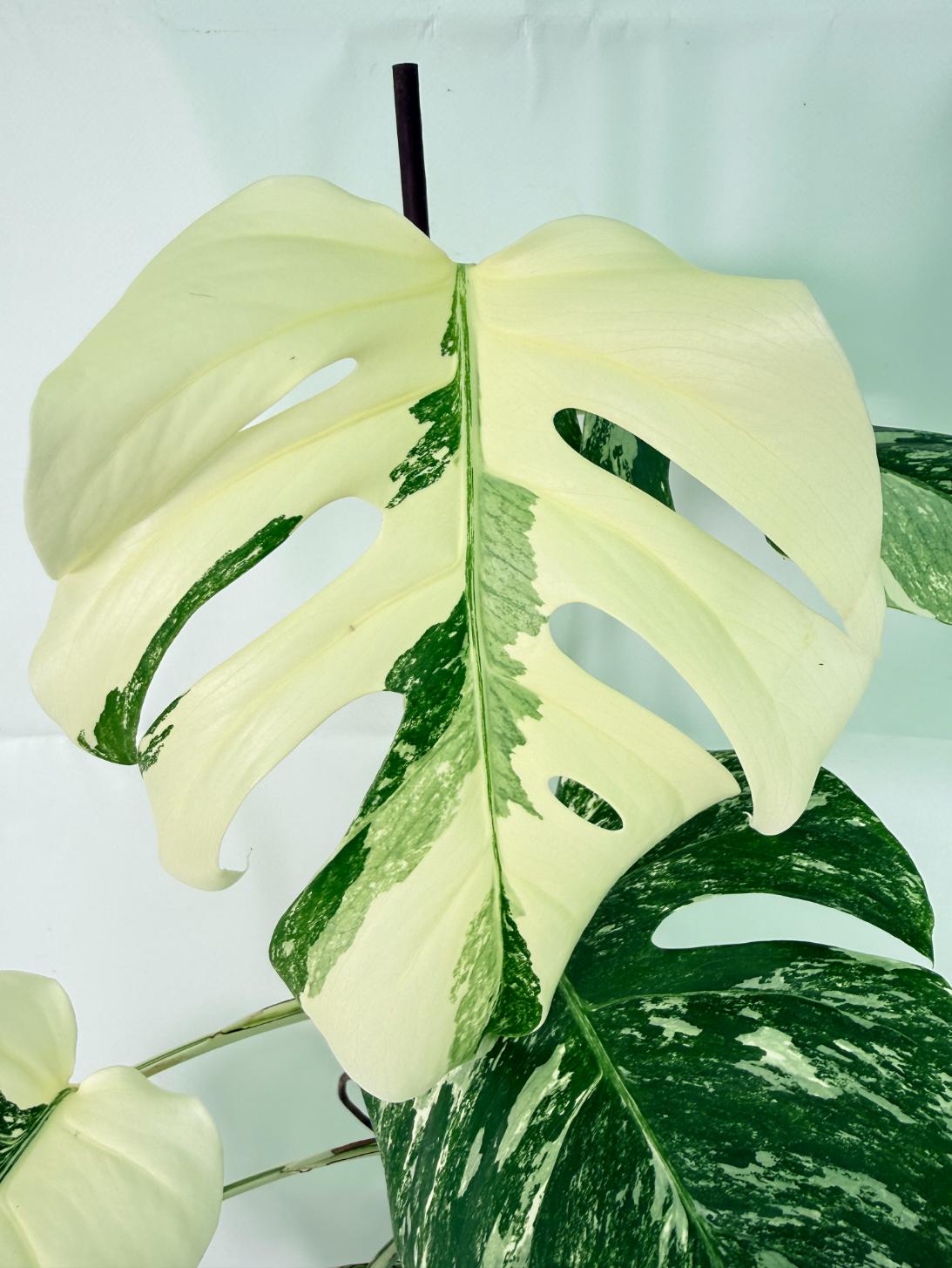 Monstera Albo Variegata XXL 04
