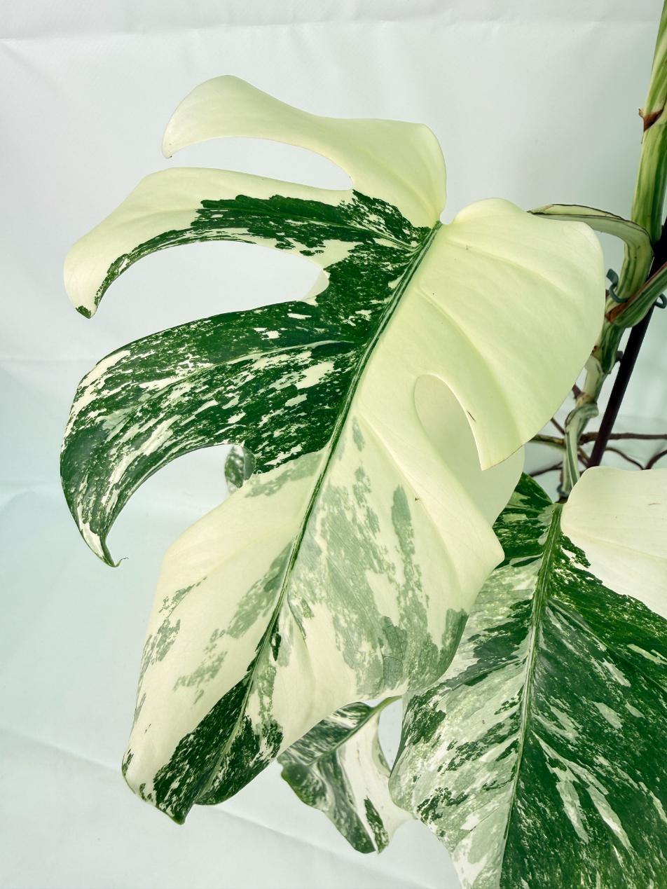 Monstera Albo Variegata XXL 05