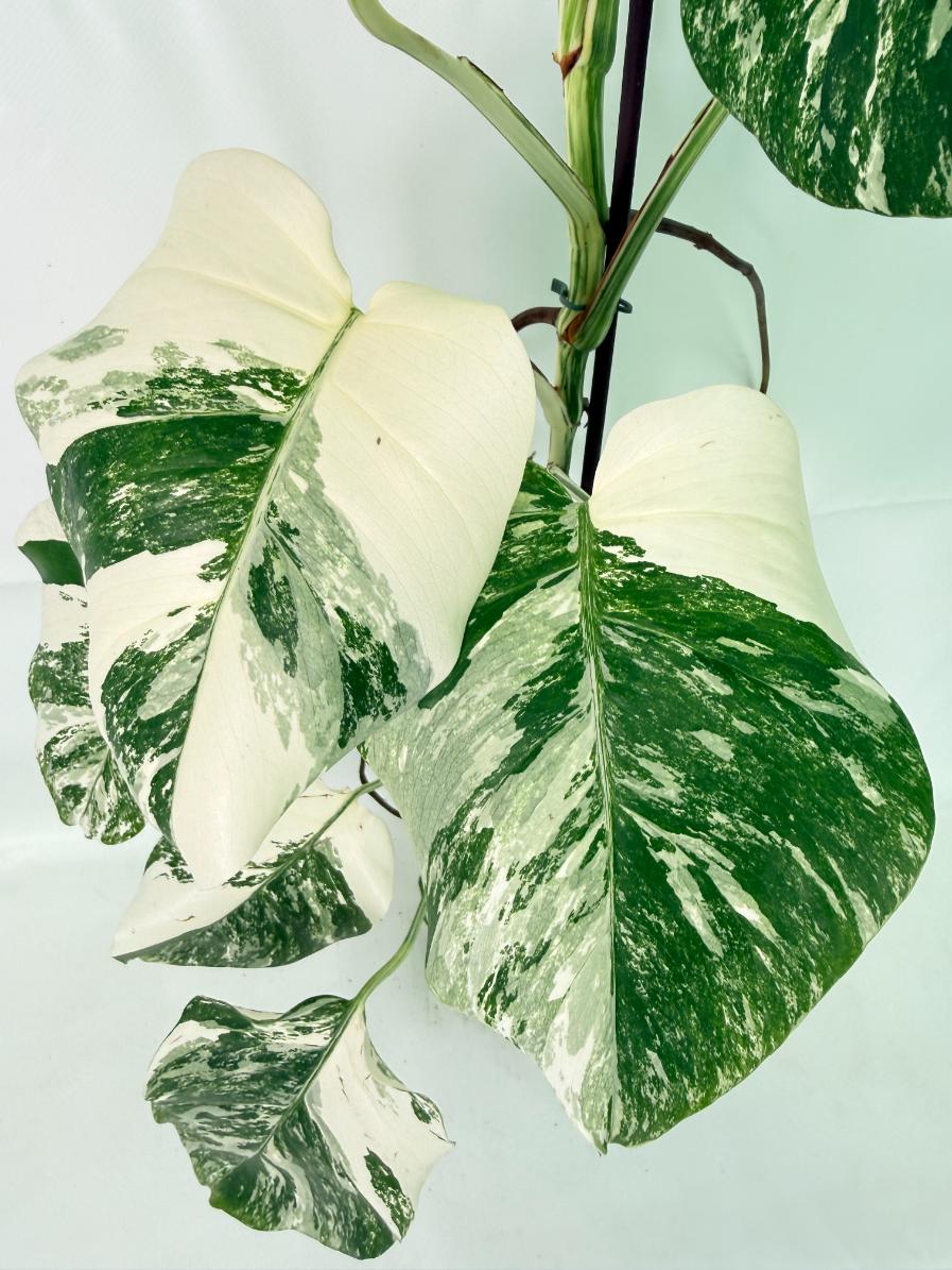 Monstera Albo Variegata XXL 06