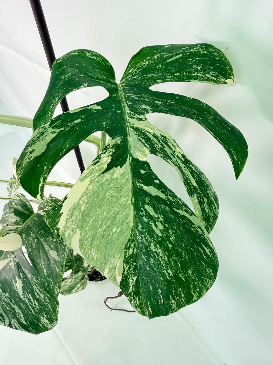 Monstera Albo Variegata XXL 07