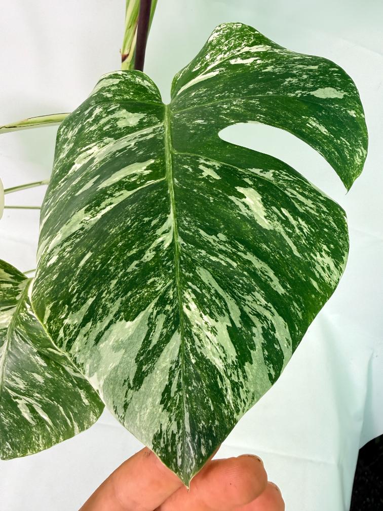 Monstera Albo Variegata XXL 08