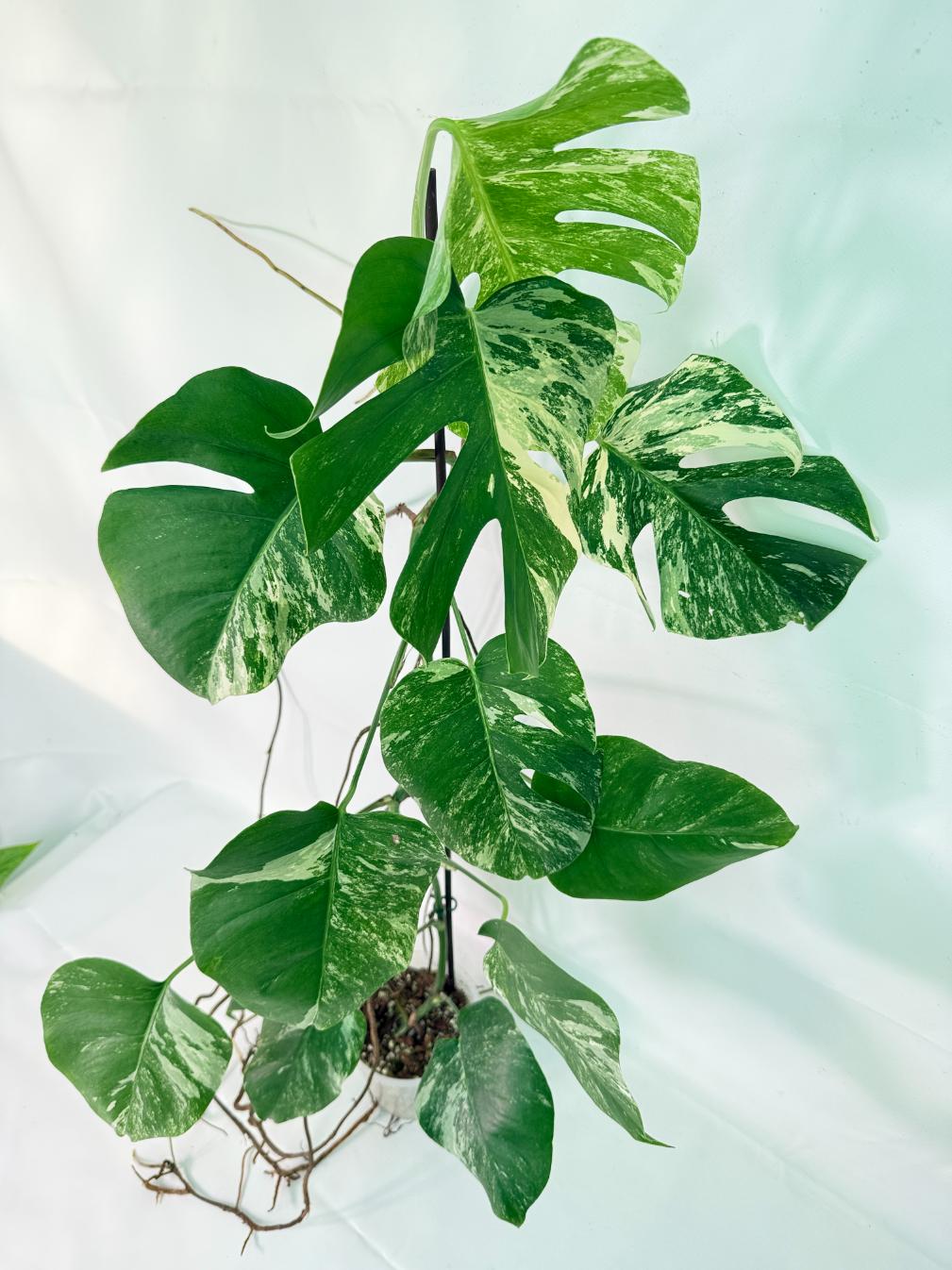Monstera Albo Variegata XXL 08