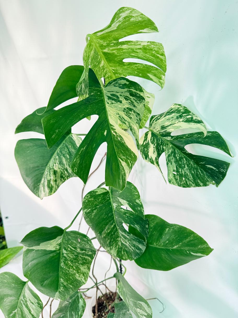 Monstera Albo Variegata XXL 09