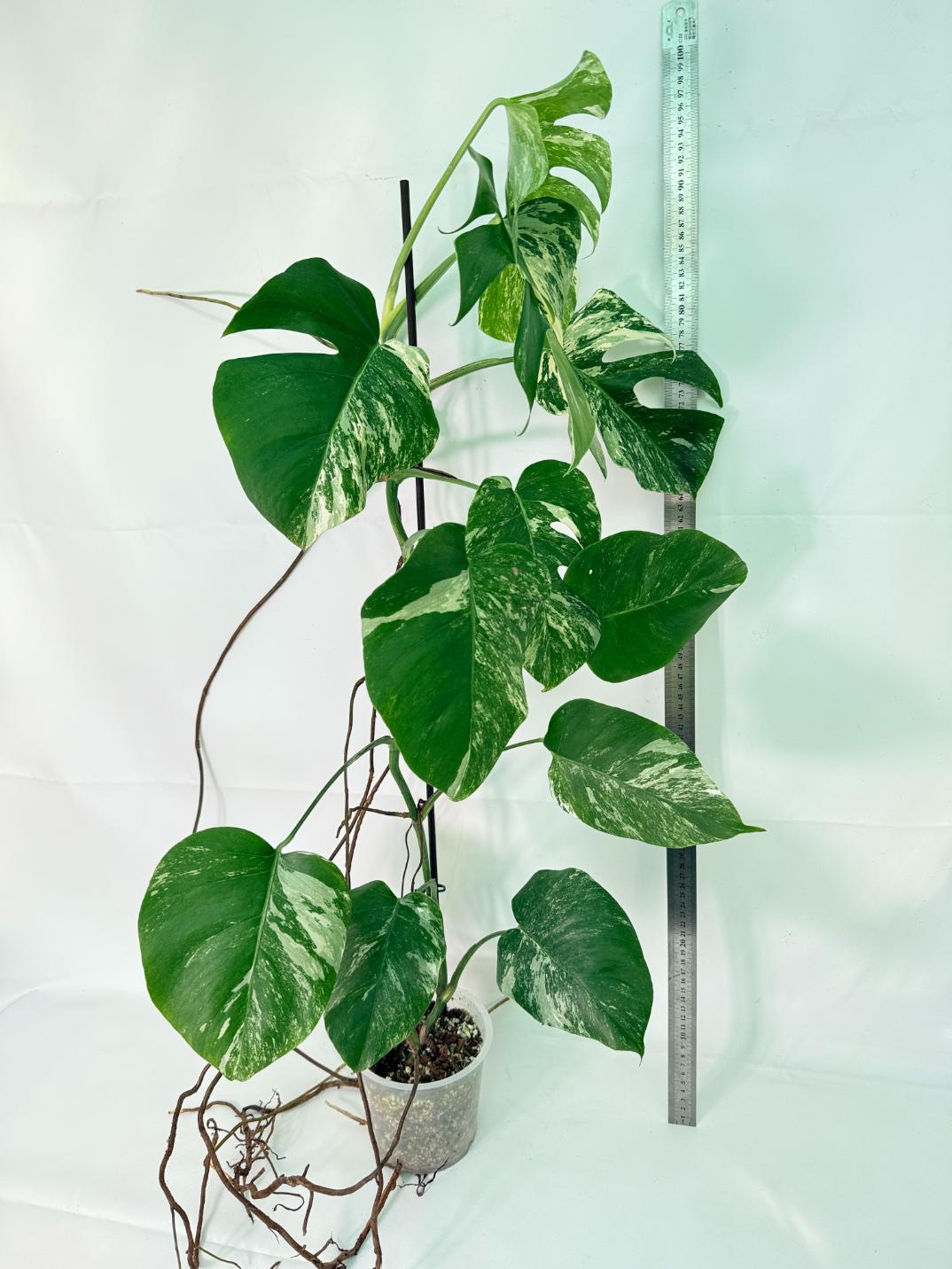 Monstera Albo Variegata XXL 01