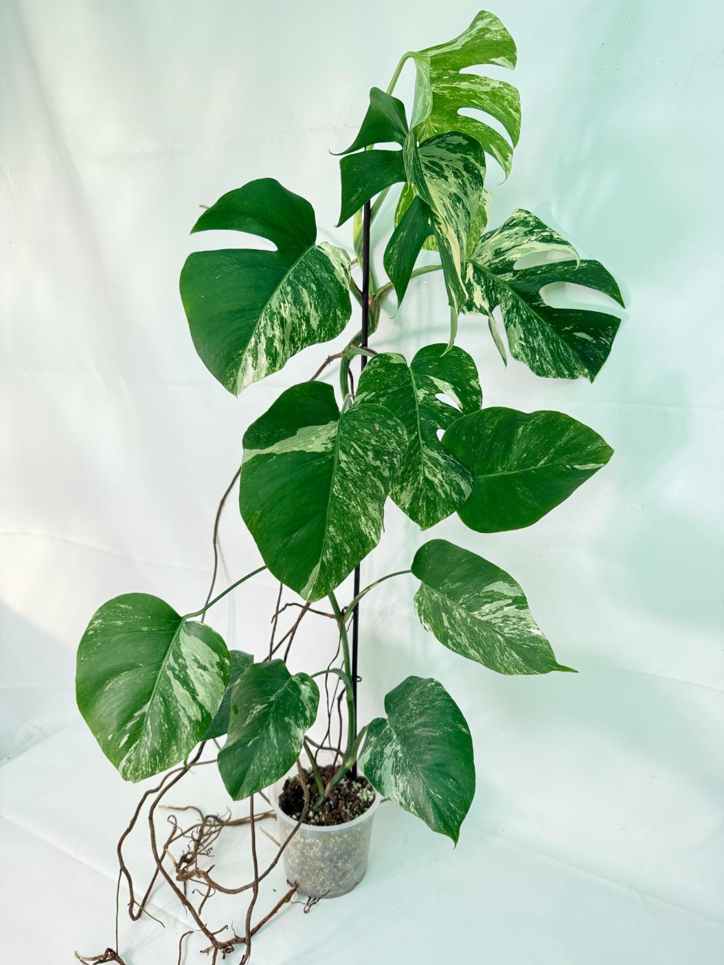 Monstera Albo Variegata XXL 02