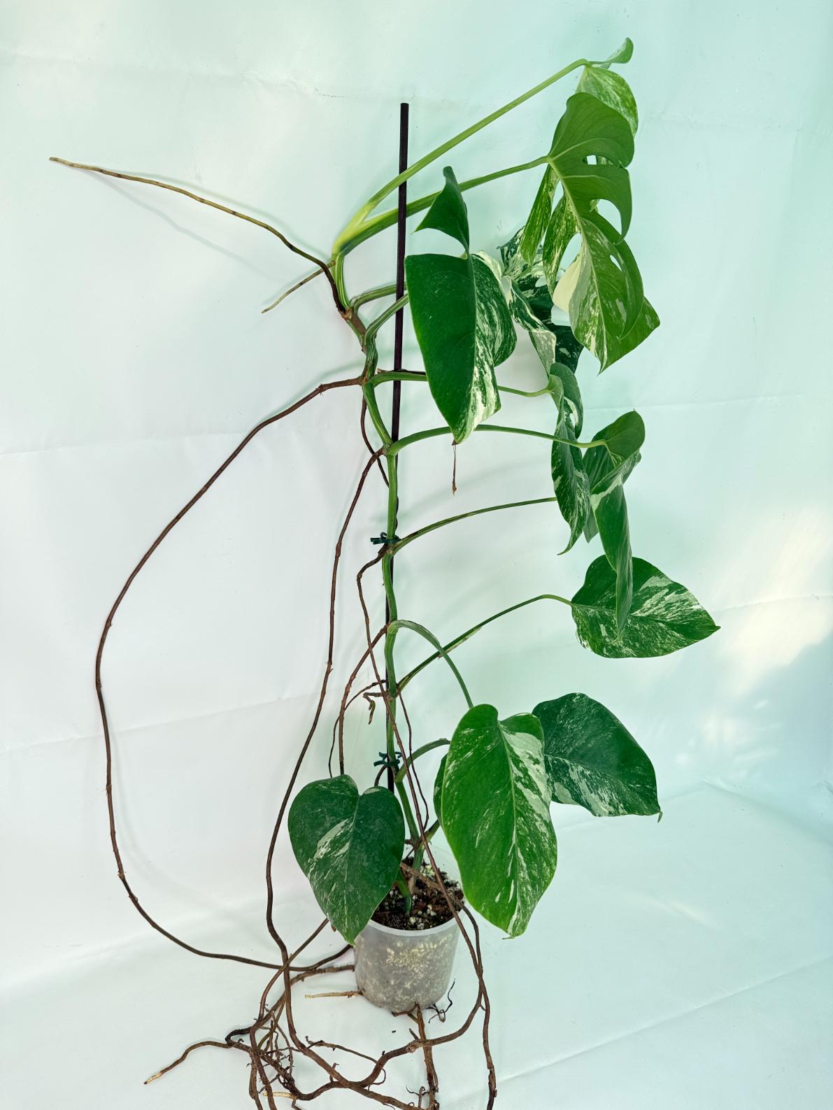 Monstera Albo Variegata XXL 03