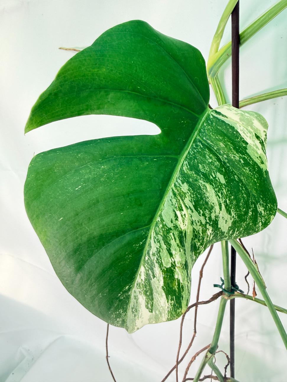 Monstera Albo Variegata XXL 04