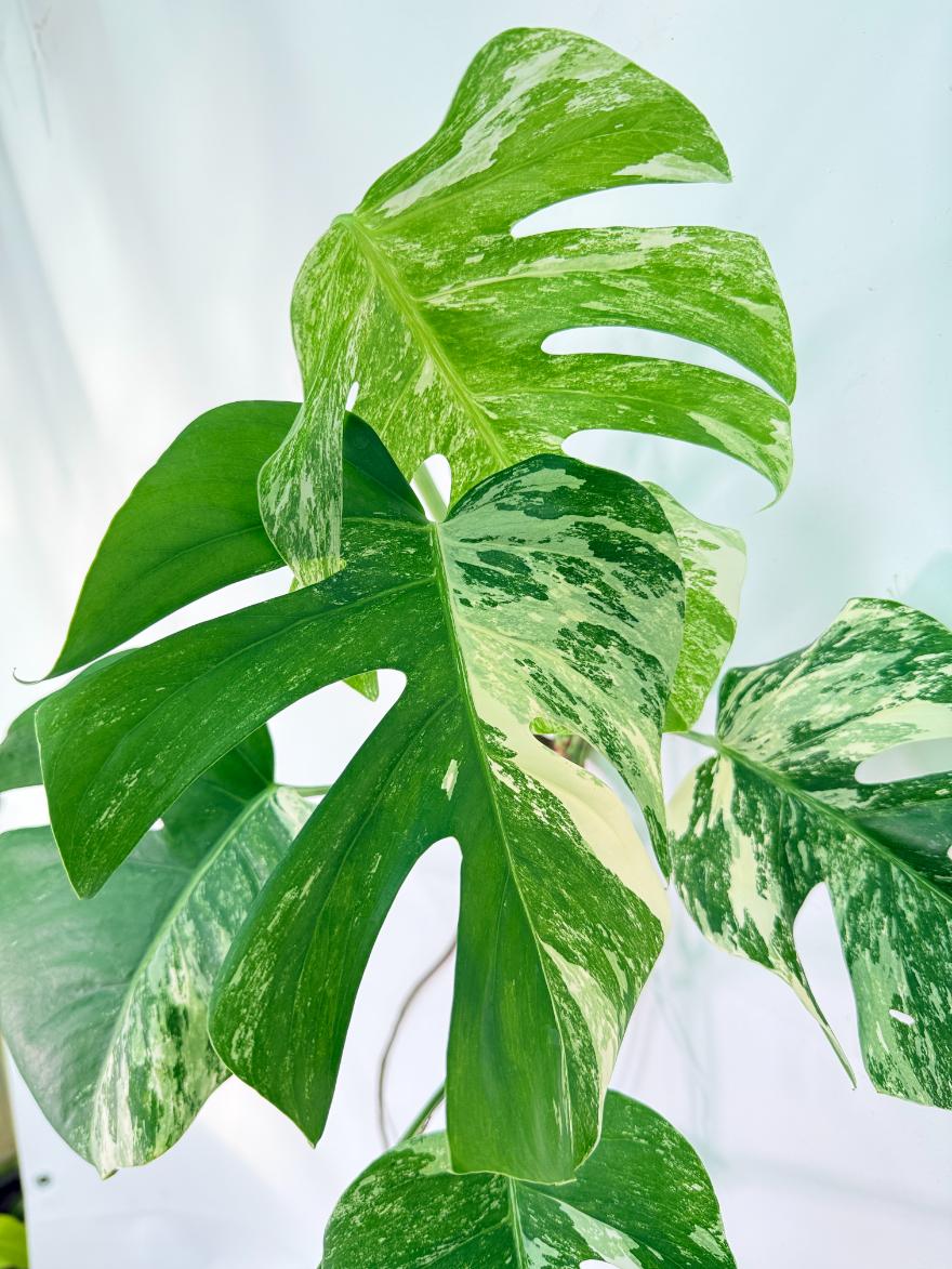 Monstera Albo Variegata XXL 05