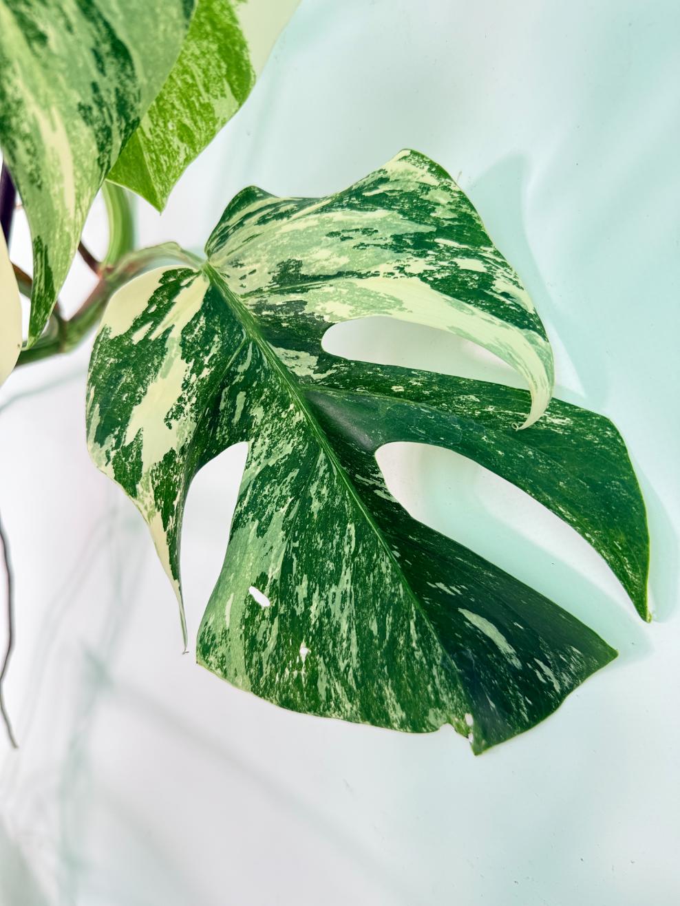 Monstera Albo Variegata XXL 06