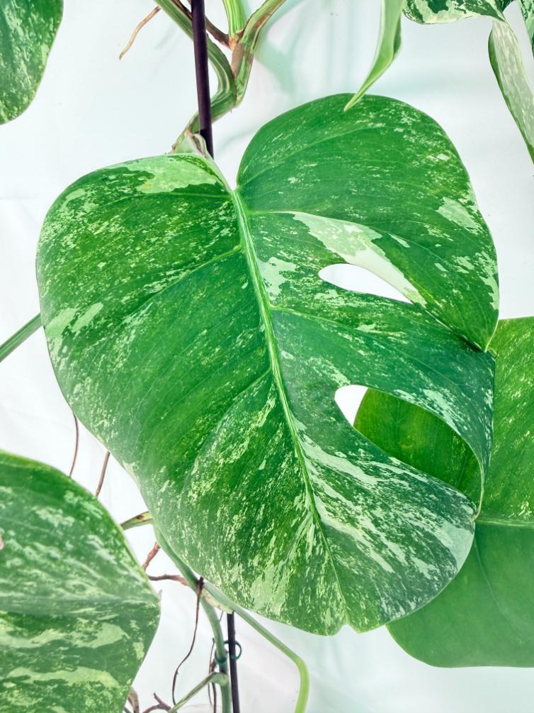 Monstera Albo Variegata XXL 07