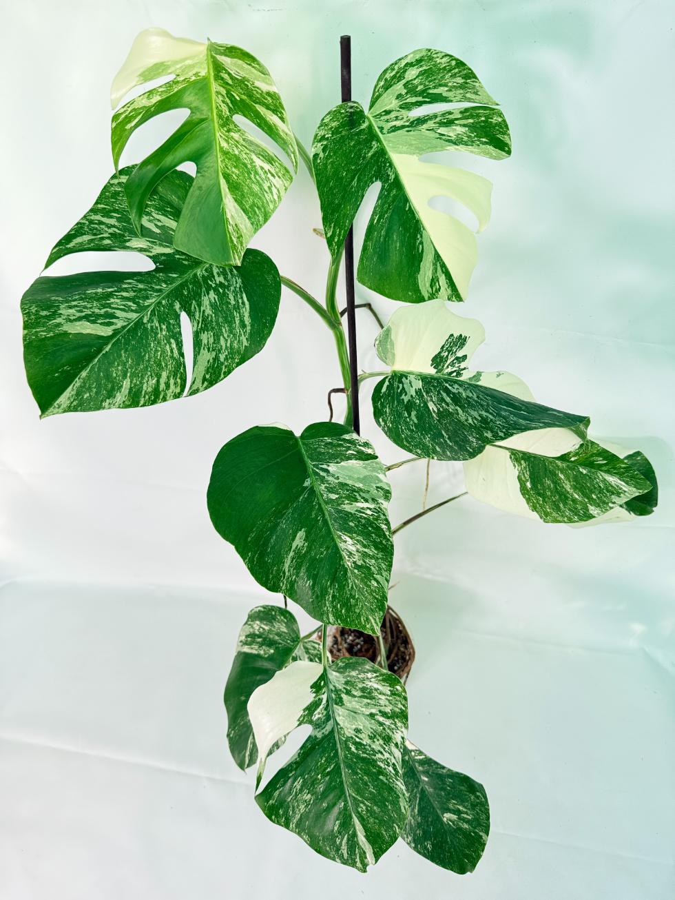 Monstera Albo Variegata XXL