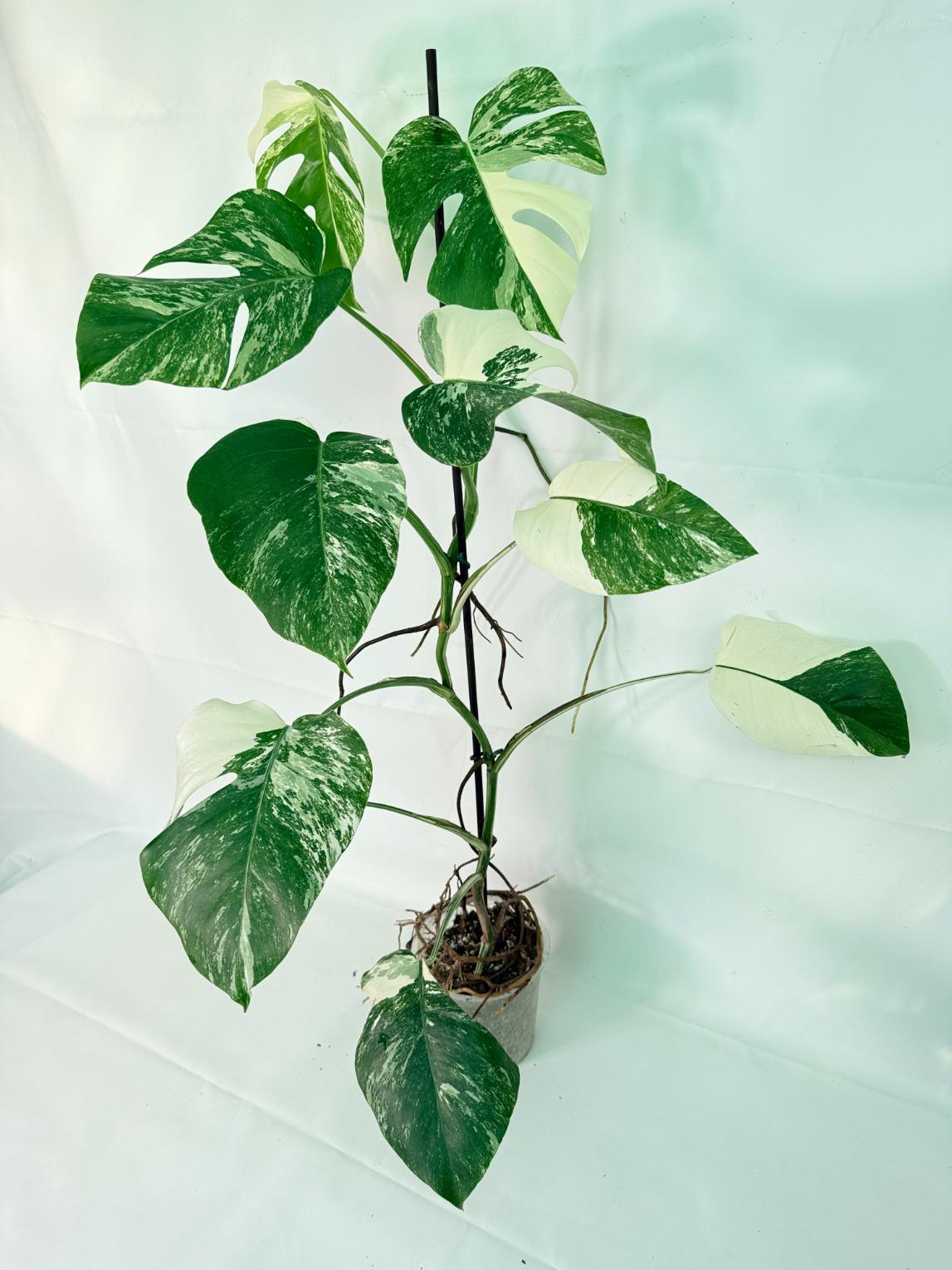 Monstera Albo Variegata XXL