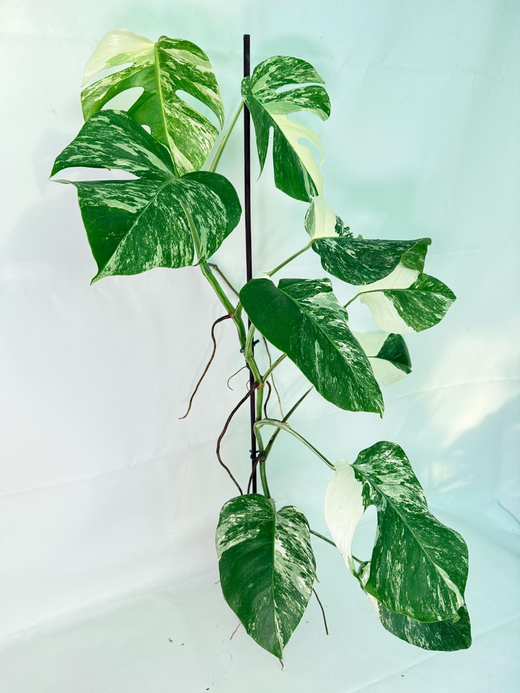 Monstera Albo Variegata XXL