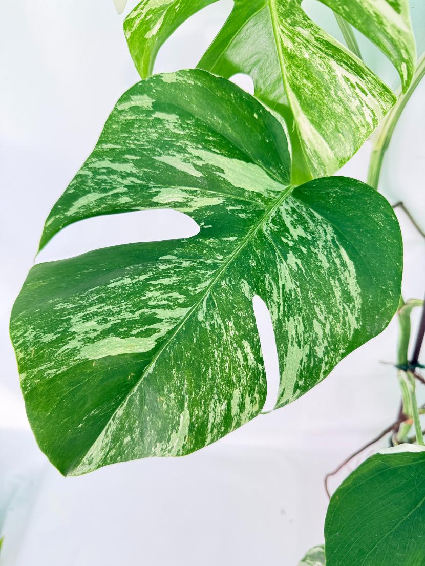 Monstera Albo Variegata XXL