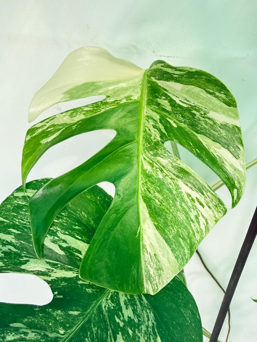 Monstera Albo Variegata XXL