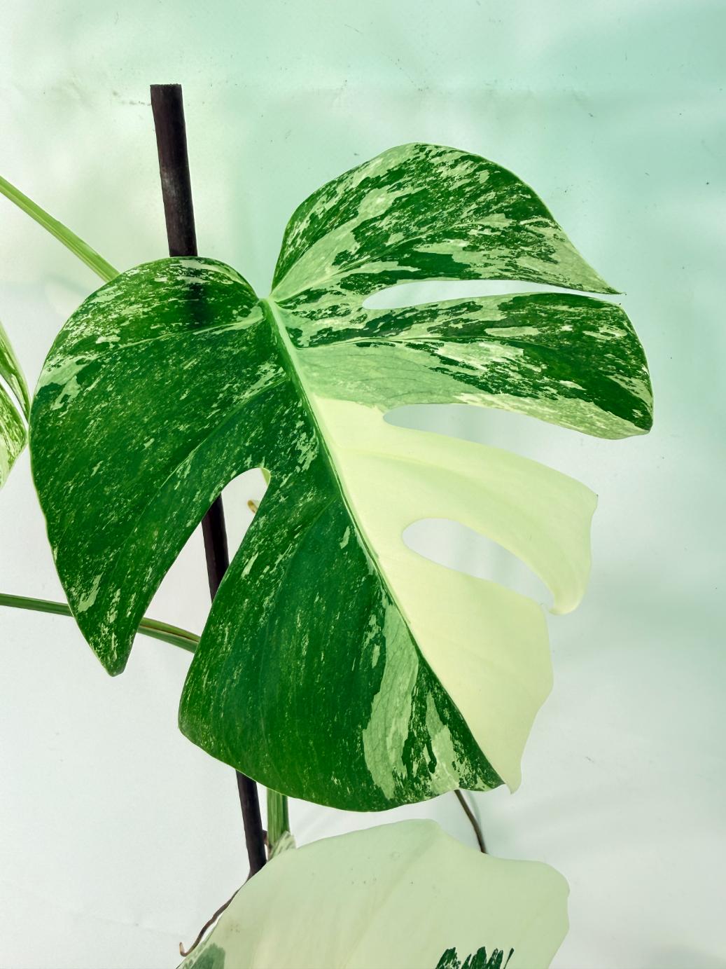 Monstera Albo Variegata XXL