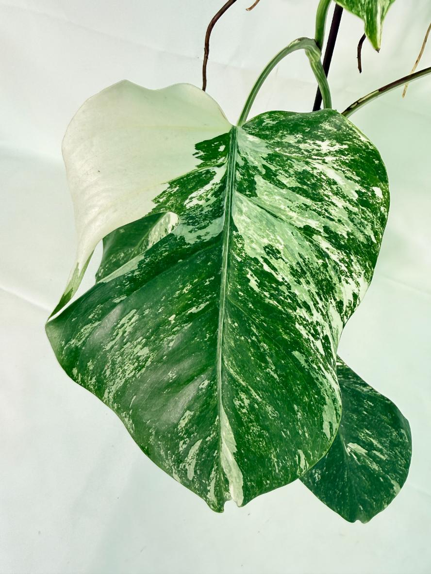 Monstera Albo Variegata XXL