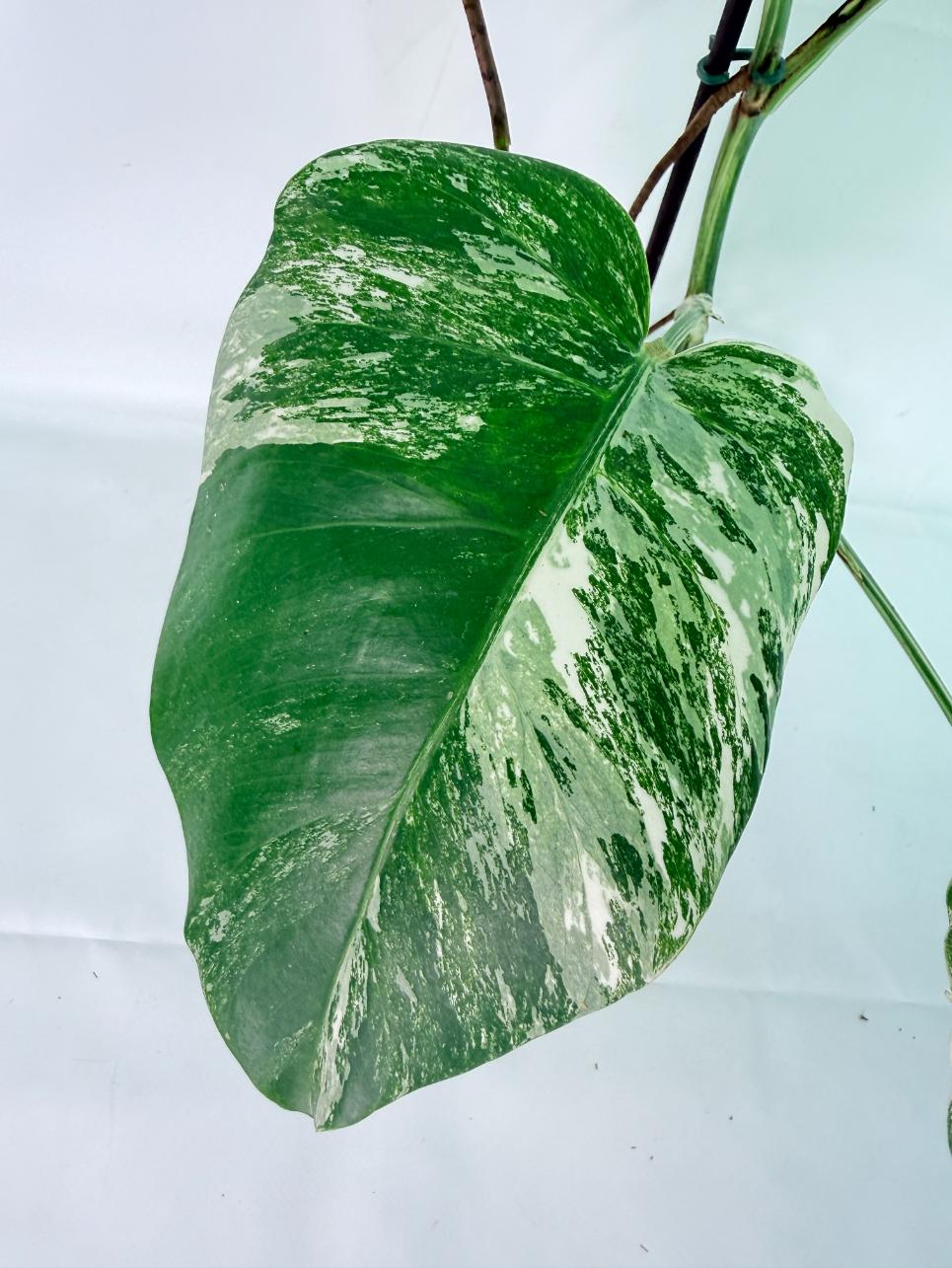 Monstera Albo Variegata XXL