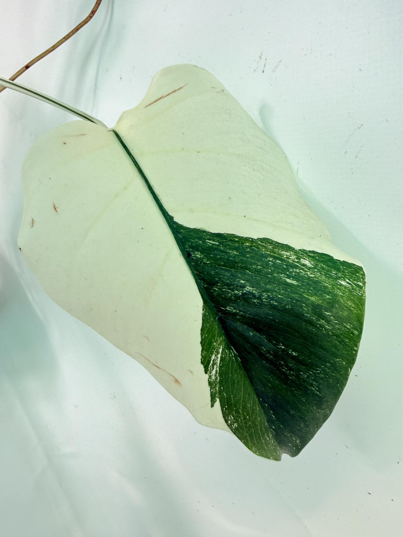Monstera Albo Variegata XXL