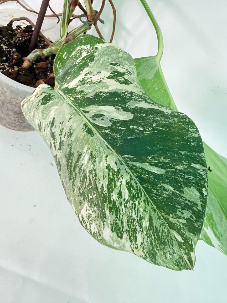 Monstera Albo Variegata XXL 09