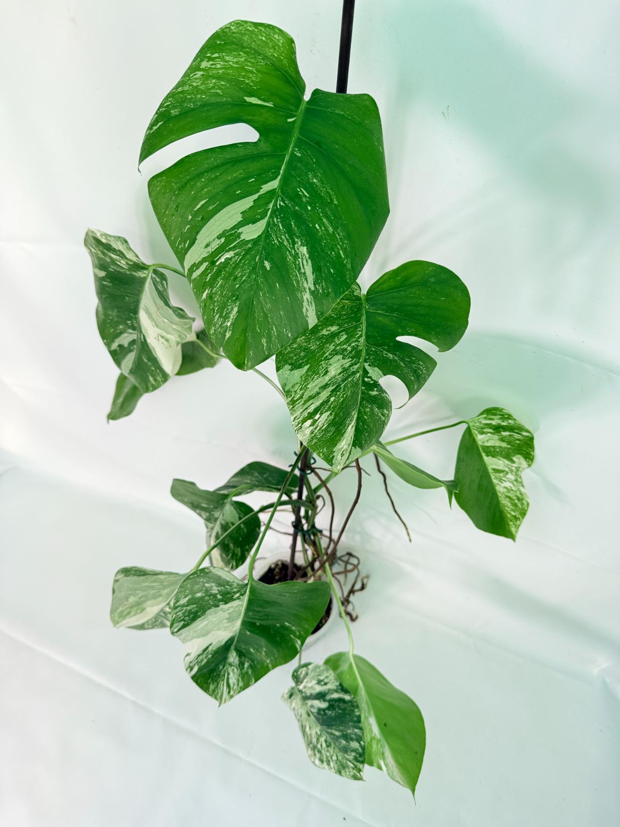 Monstera Albo Variegata XXL 10